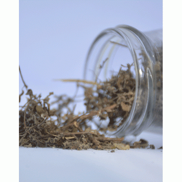 Organic Marjoram - 50 GMS
